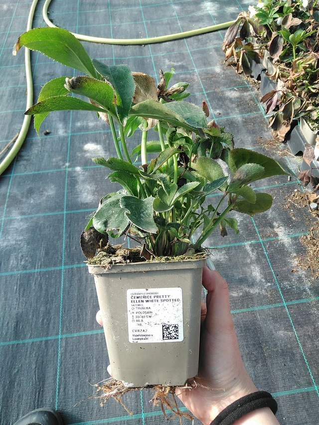 Jouluruusu Pretty Ellen White Spotted - 7. 4. 2026