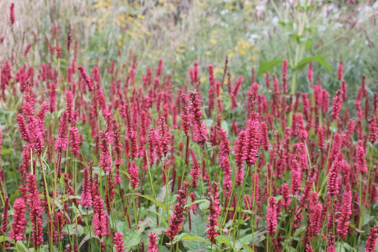 Konnantatar Fat Domino, Loukykvět