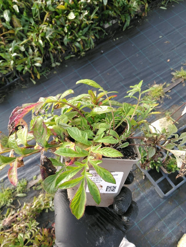 Ruiskaunokki Bright Rose - 31. 10. 2025