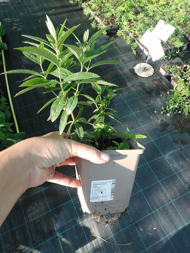 Tädykearvio Album - 19. 8. 2025