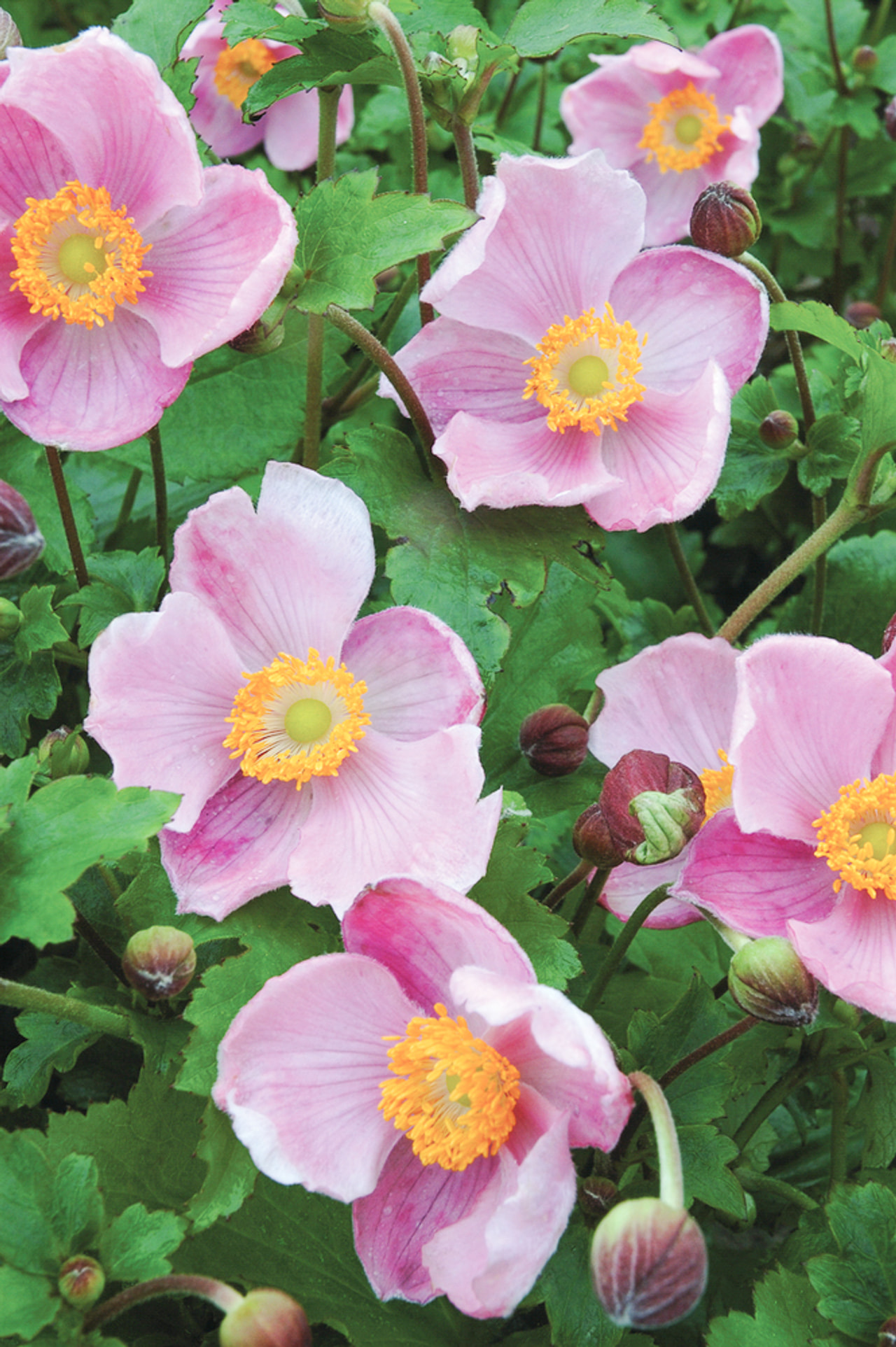 Syysvuokko Little Princess, Loukykvět