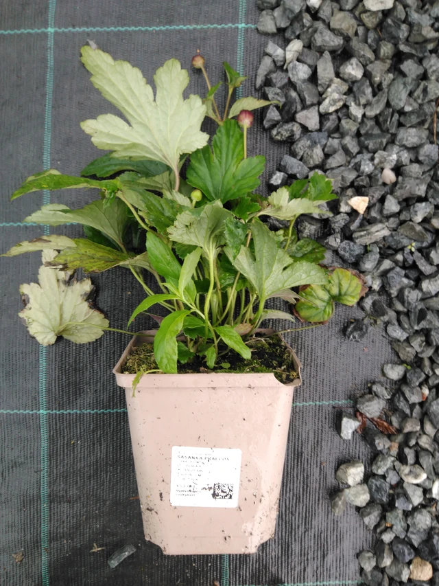 Syysvuokko Praecox - 10. 9. 2025