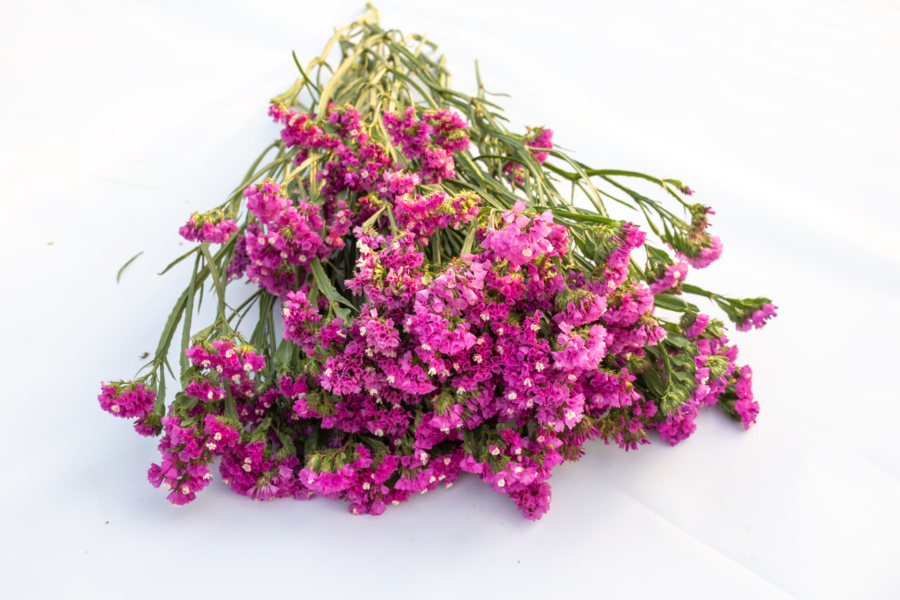 Estatice QIS Rose, Loukykvět