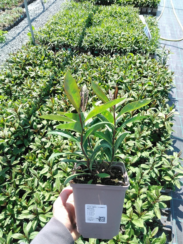 Leimu Sweet Summer Melody - 13. 5. 2025