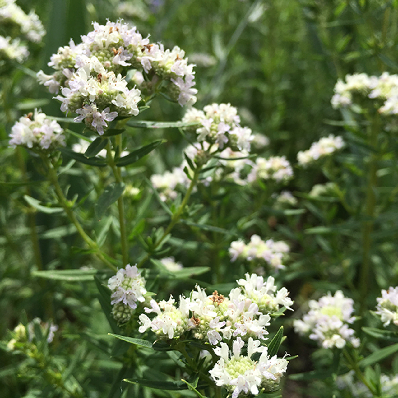 Menta de montaña Virginianum, Loukykvět