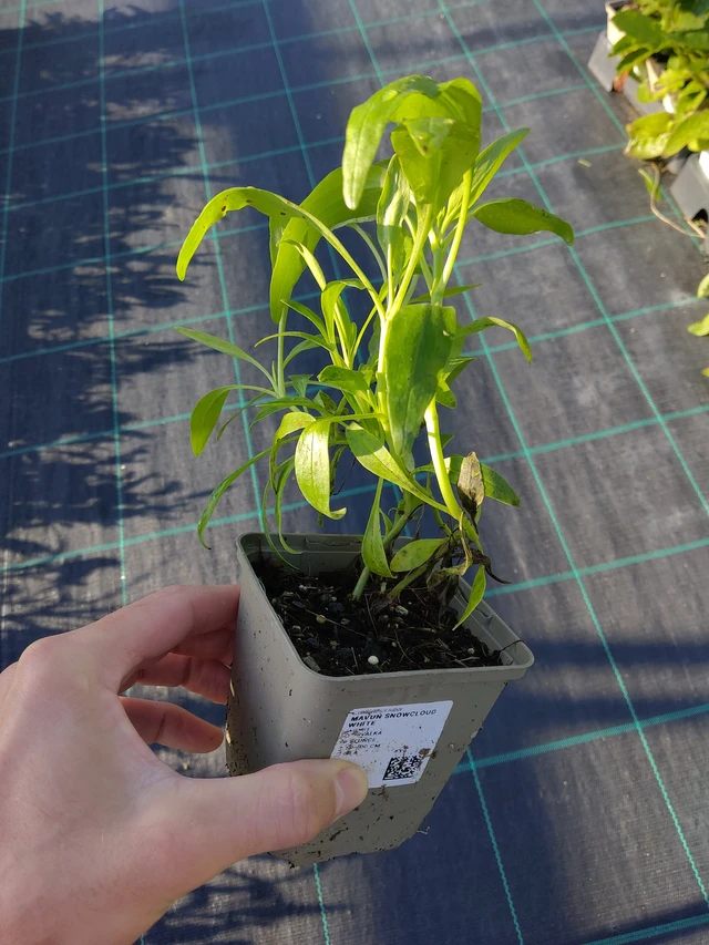 Komeapunikki Snowcloud White - 17. 9. 2025