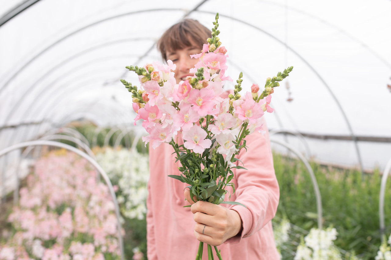 Leijonankita Frappe Light Pink, Loukykvět