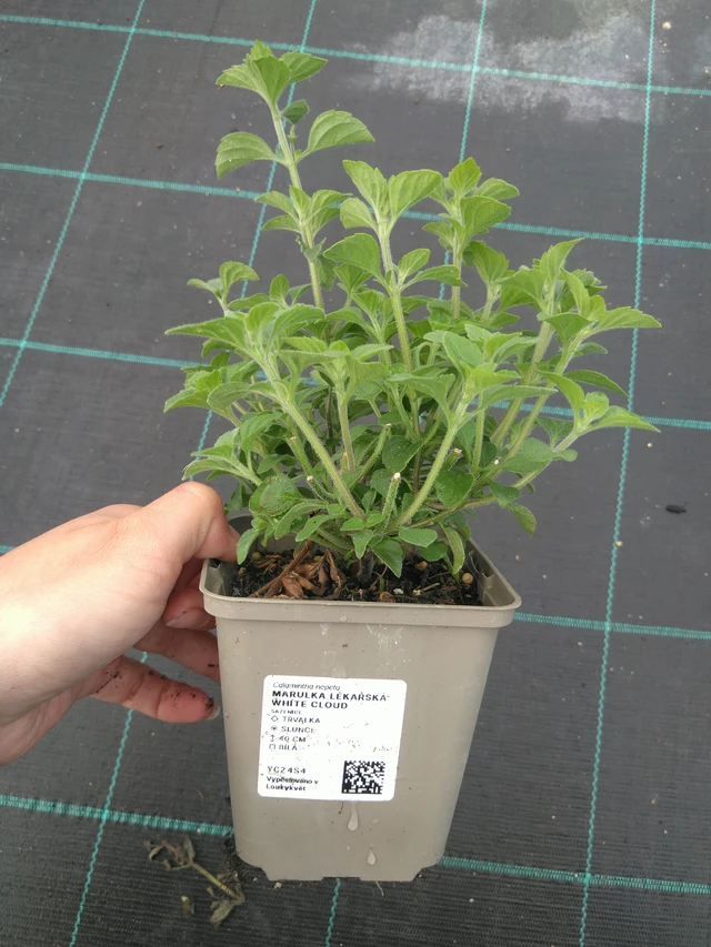 Käenminttu White Cloud  - 11. 7. 2025