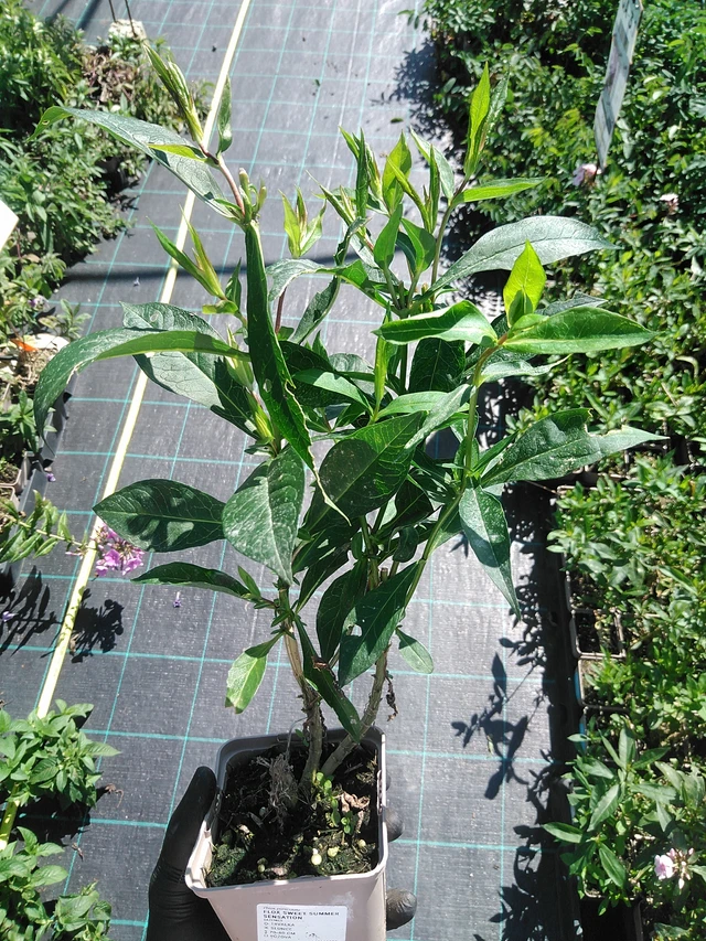 Syysleimu Sweet Summer Sensation - 19. 8. 2025