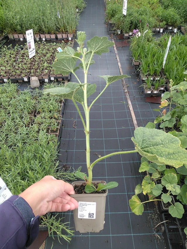 Salkoruusu Spotlight Polarstar - 11. 7. 2025