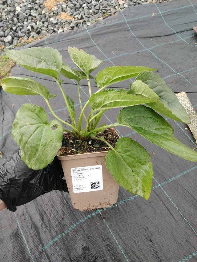 Sädepäivänhattu Goldsturm - 10. 9. 2025