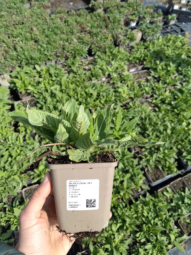 Salvia pratensis Sky Dance - 21. 4. 2026
