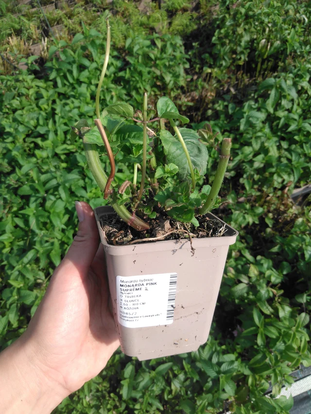 Väriminttu Pink Suprême - 2024