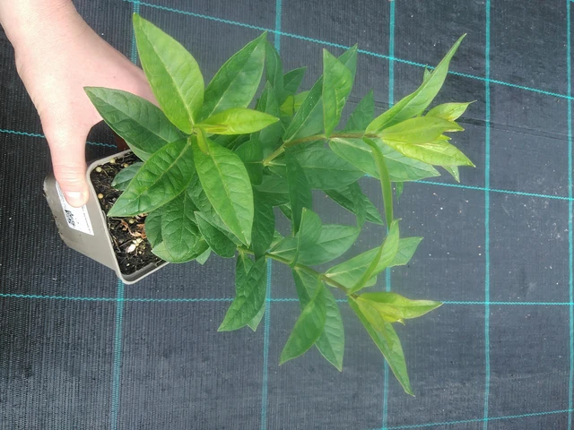 Leimu Franz Schubert - 17. 7. 2025