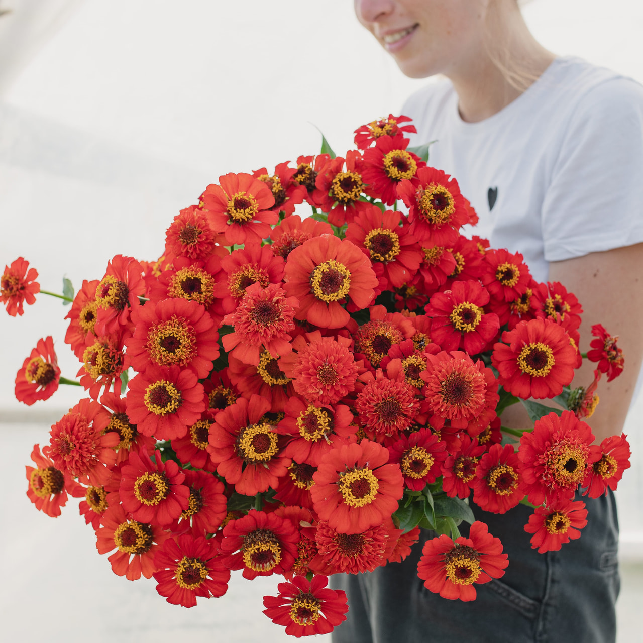 Pruudisõlg Zinderella Red, Loukykvět