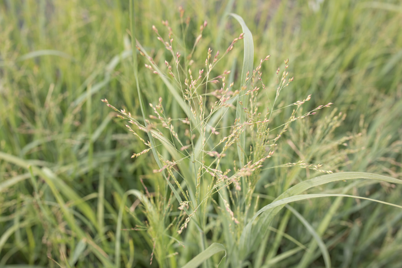 Virginianhirssi Heavy Metal, Loukykvět