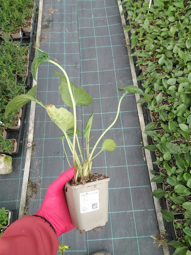 Sädepäivänhattu Goldsturm - 29. 7. 2025