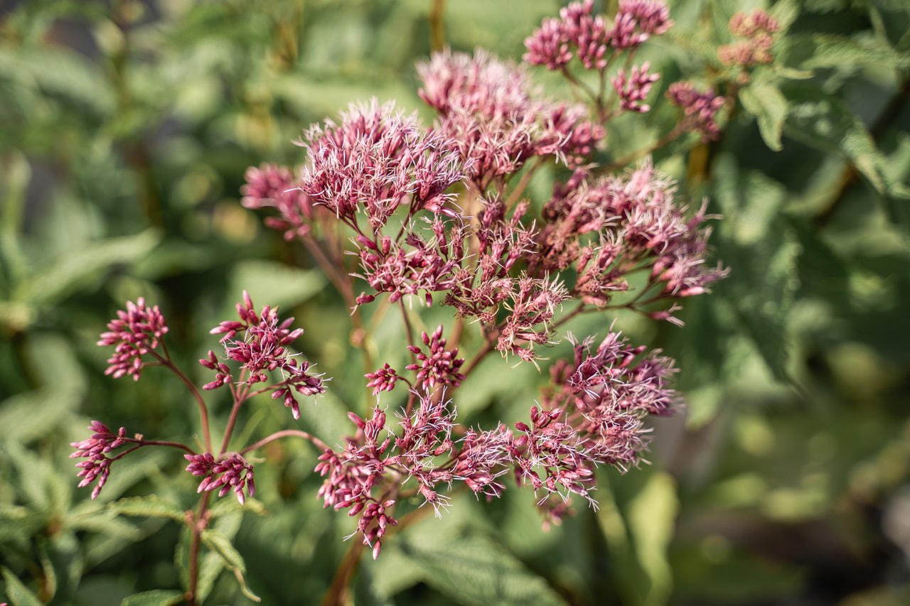 Punalatva Atropurpureum, Loukykvět