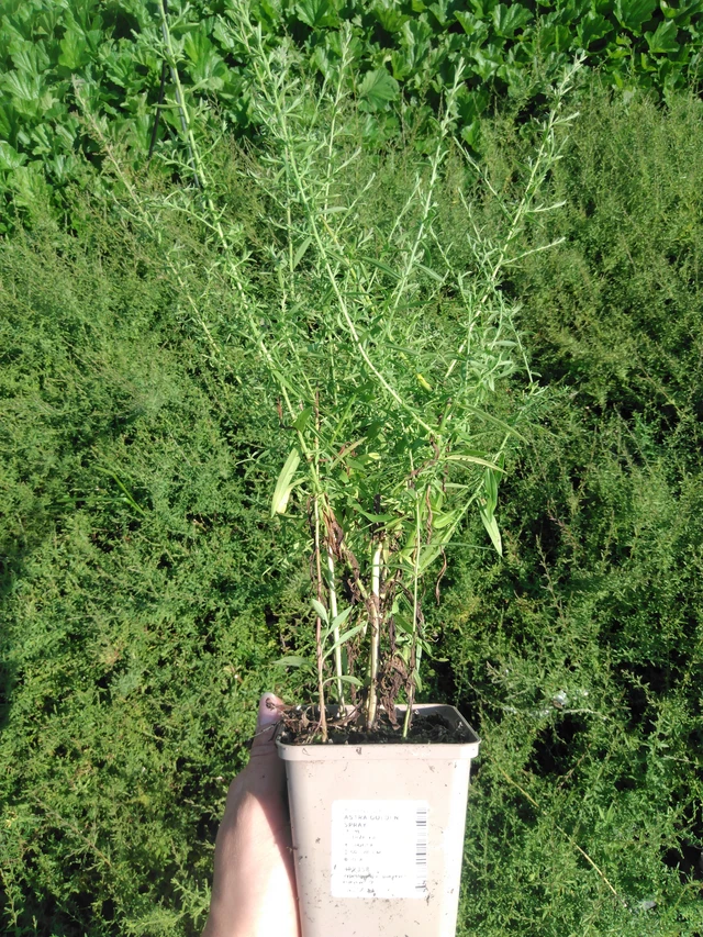 Asteri Golden Spray - 2024