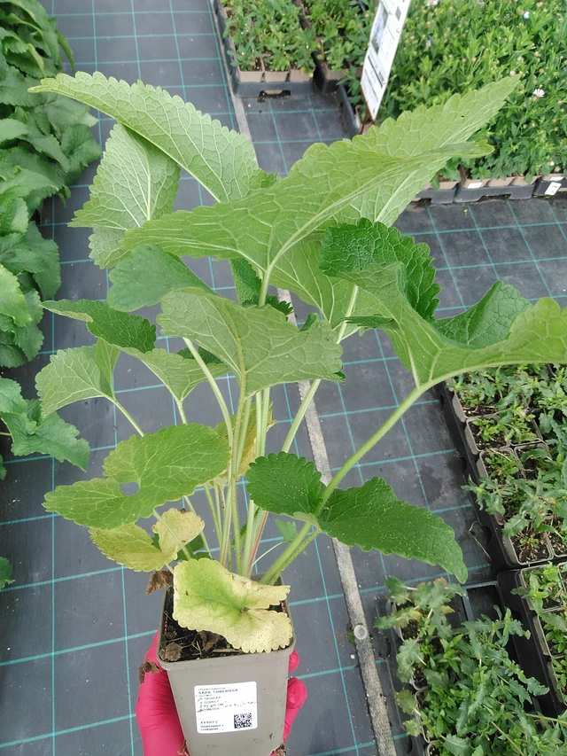 Paloyrtti Tuberosa - 29. 7. 2025