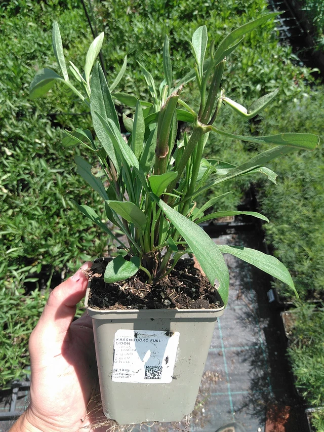 Coreopsis Full Moon - 24. 6. 2025