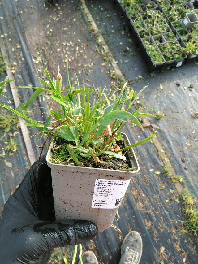 Tuoksuherne Pearl Mixture - 31. 10. 2025