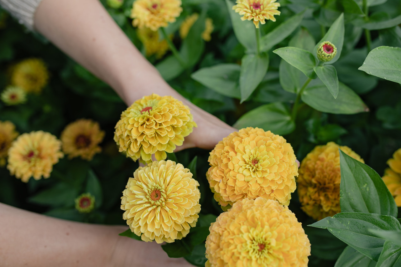 Tsinnia Queen Lemon Peach, Loukykvět