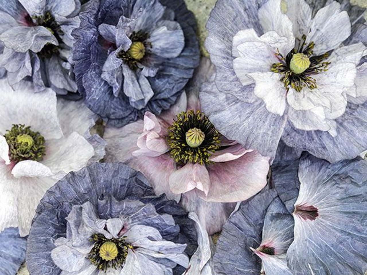 Kornvalmue Amazing Grey, Loukykvět