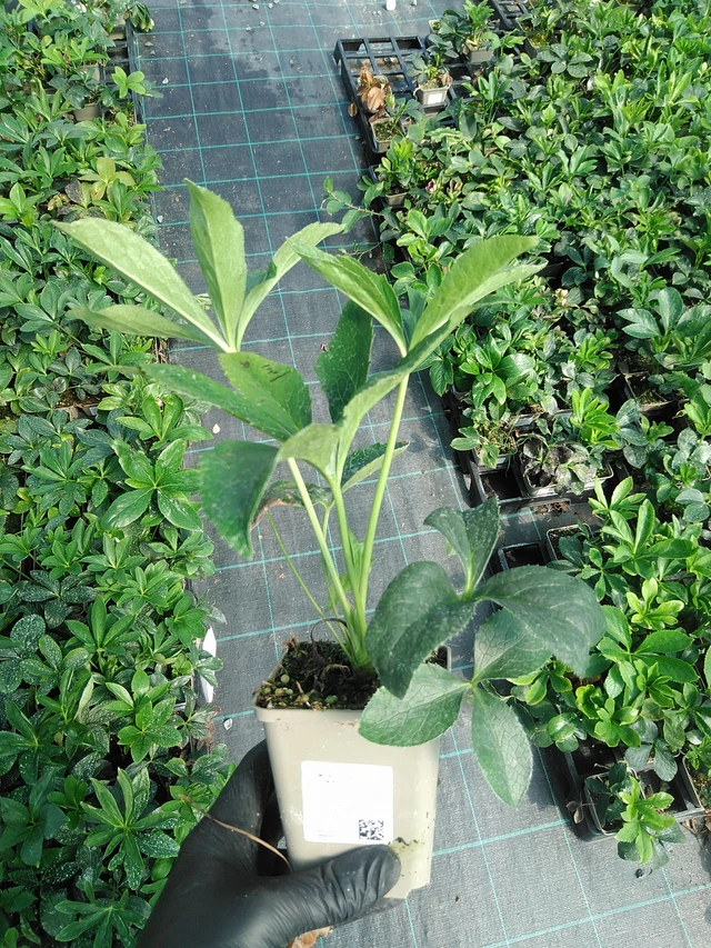 Jouluruusu Pretty Ellen Red - 19. 8. 2025