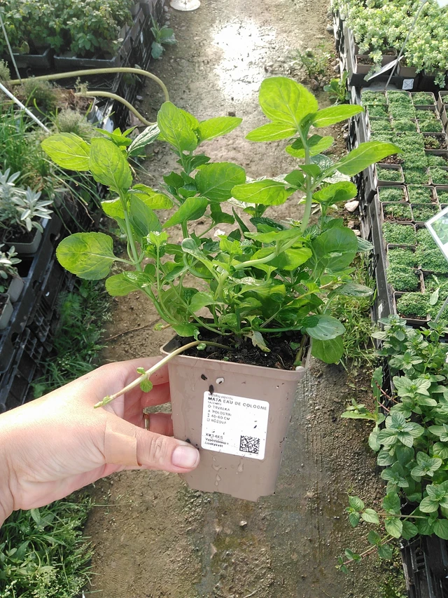 Minttu Eau de Cologne - 19. 8. 2025