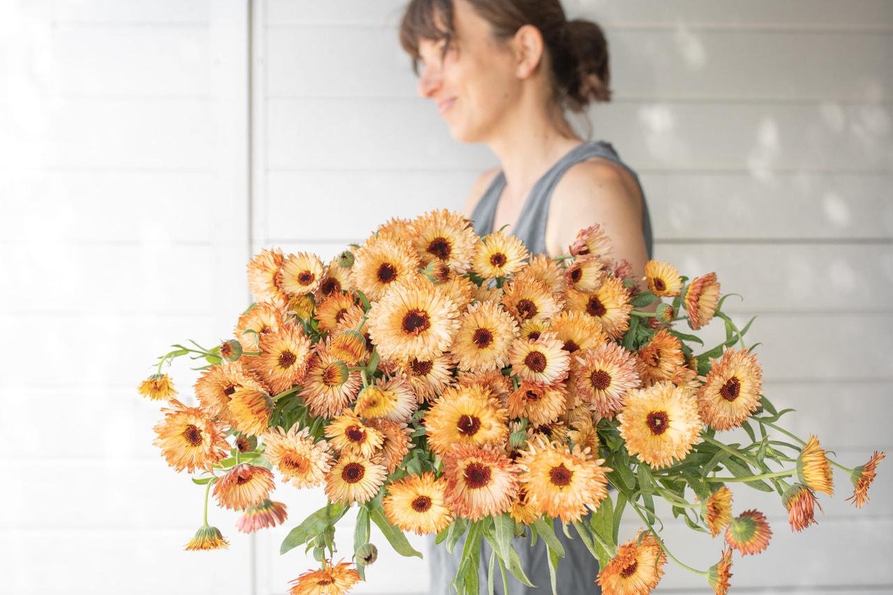 Marigold Orange Flash, Loukykvět