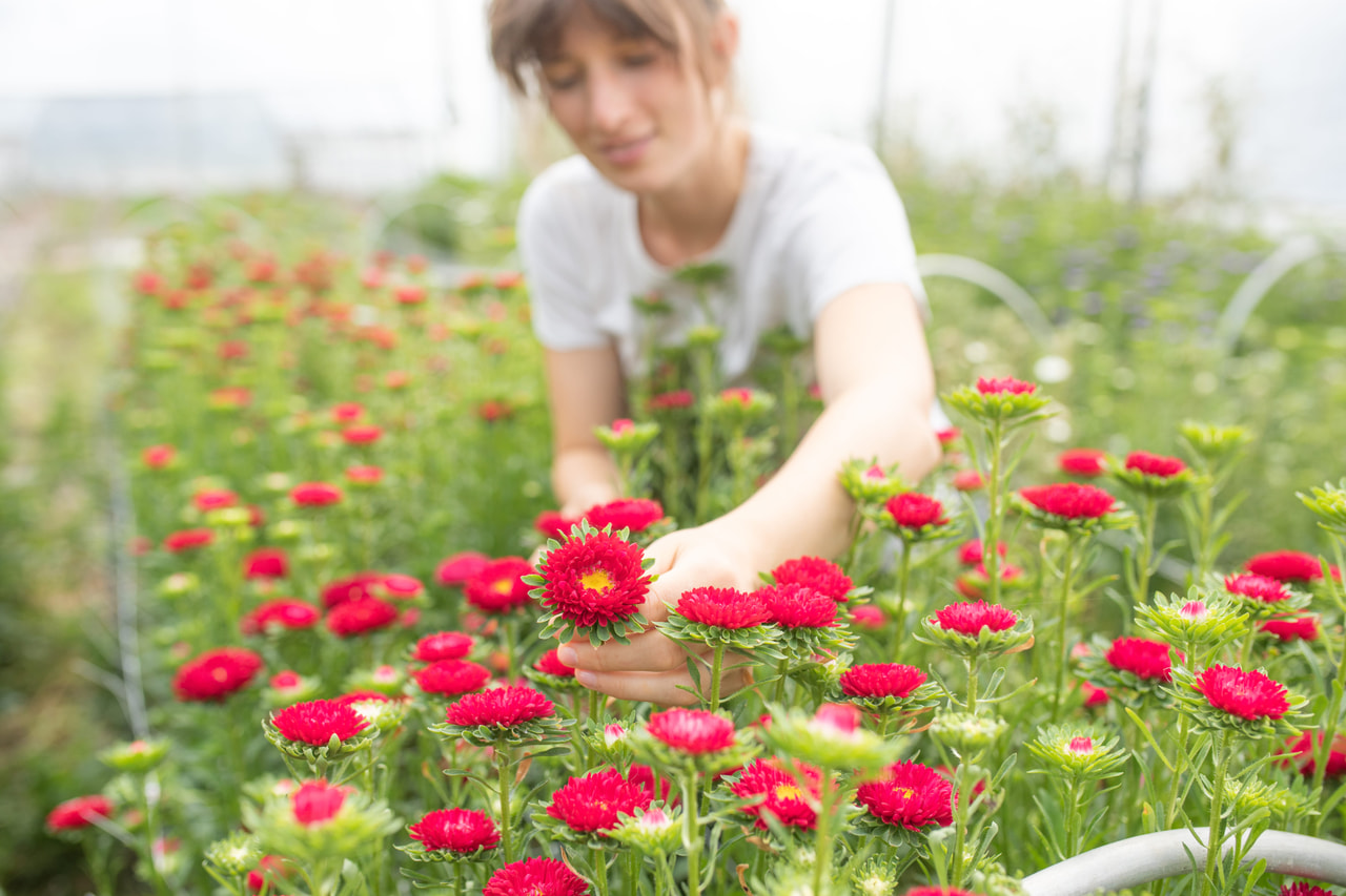 Kiinanasteri Matsumoto Scarlet, Loukykvět