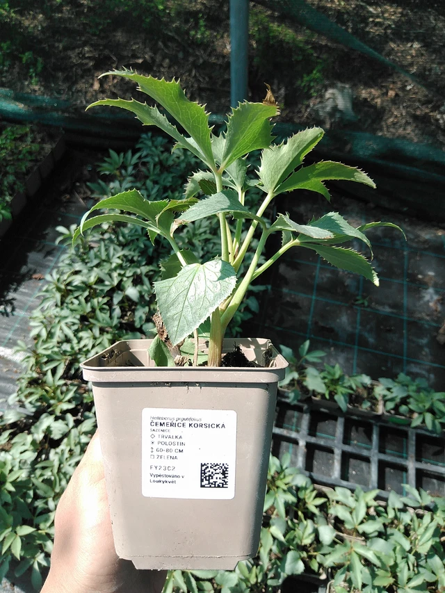 Korsikanjouluruusu - 13. 5. 2025