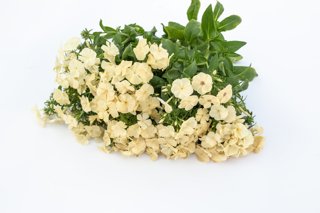 Floks Isabellina, Loukykvět