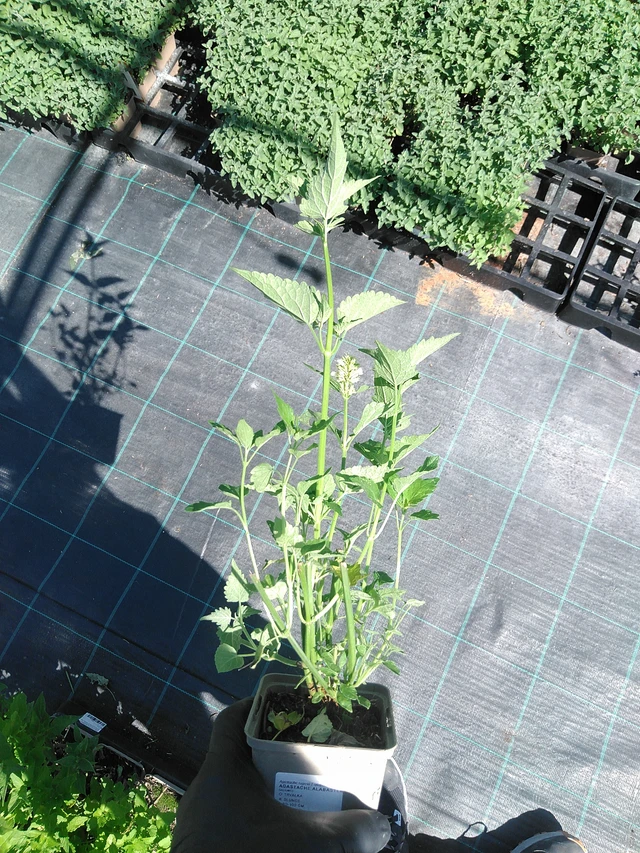 Iiso Alabaster - 19. 8. 2025