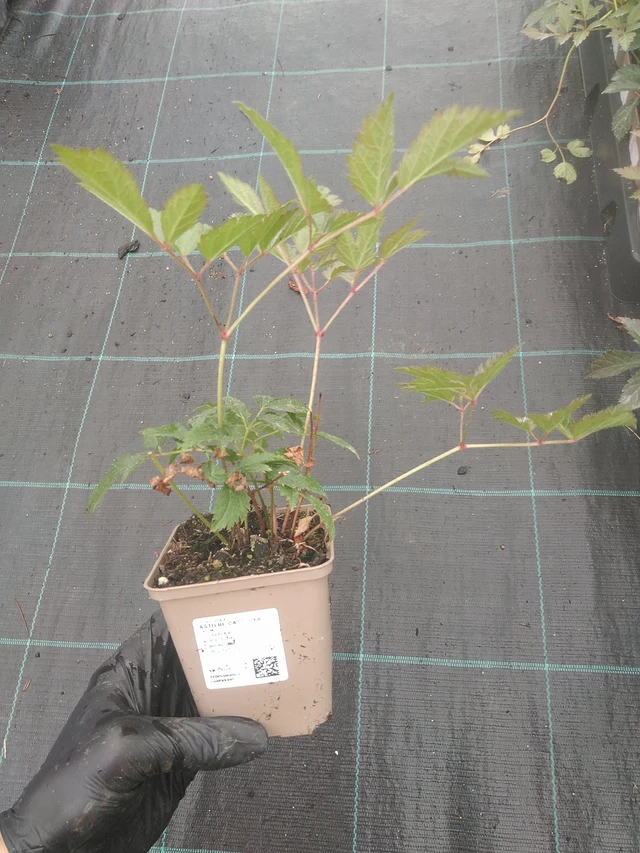 Jaloangervo Cattleya - 4. 8. 2025