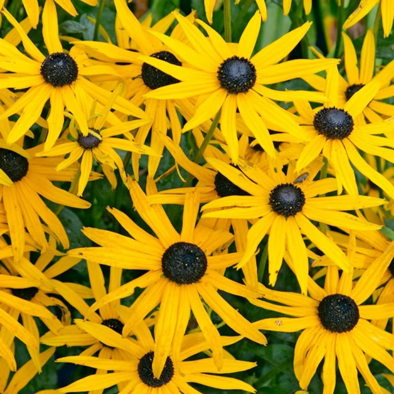 Rudbékie Speciosa, Loukykvět