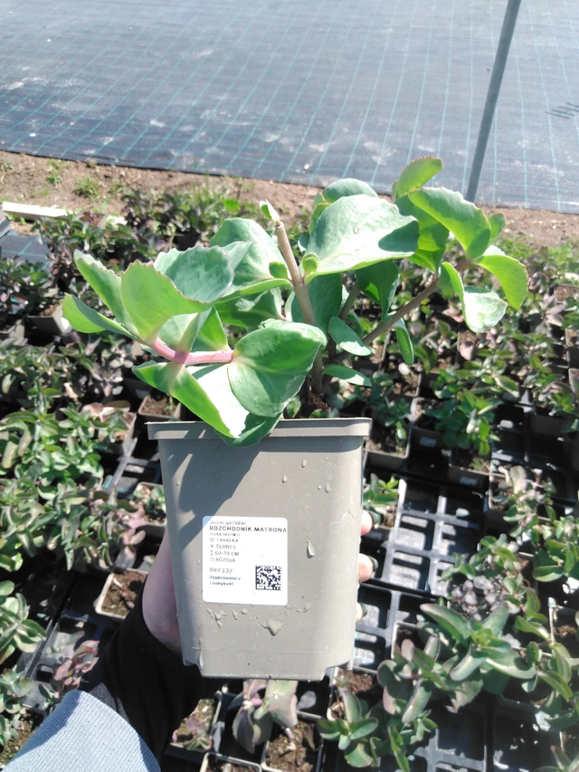 Sedum Matrona - 13. 5. 2025