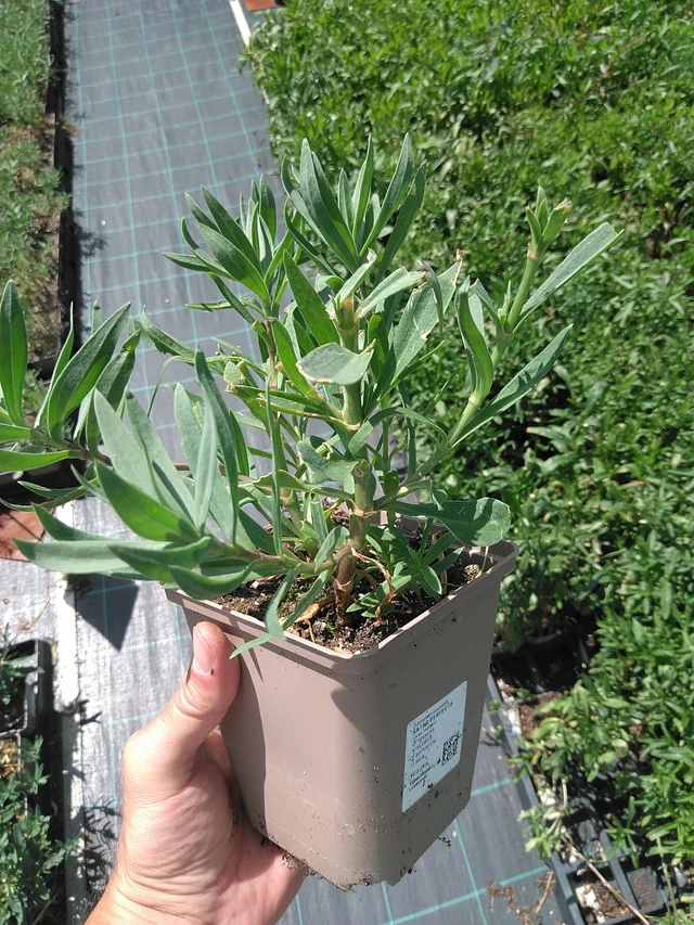 Morsiusharso Perfecta - 24. 6. 2025