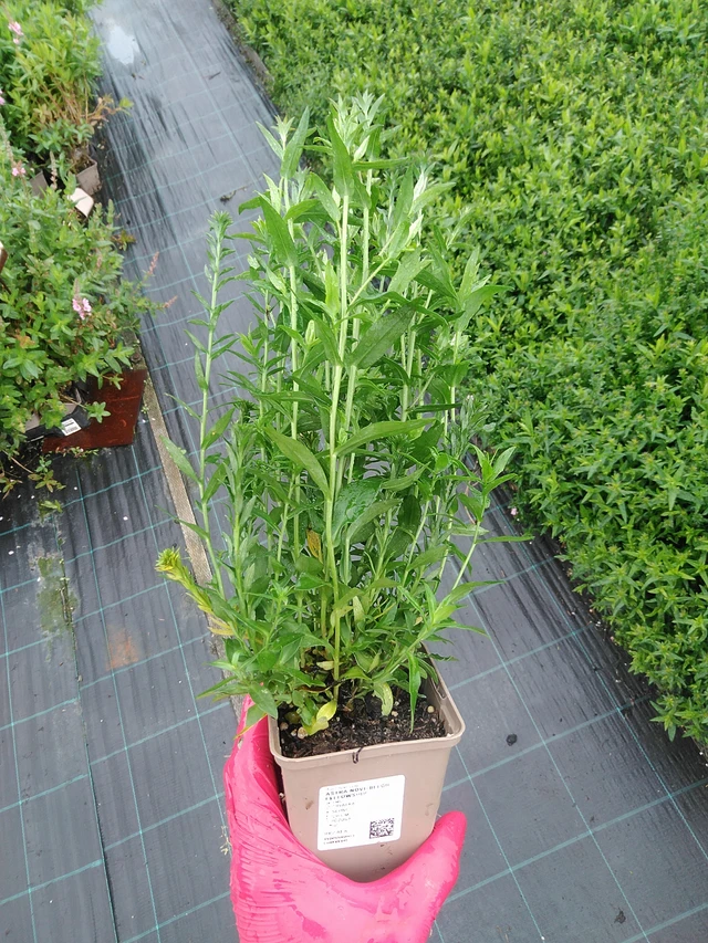 Syysasteri Fellowship - 29. 7. 2025