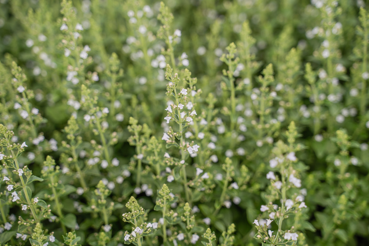 Kivikkokäenminttu, Loukykvět