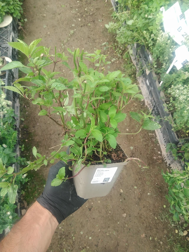 Thaiminttu - 10. 9. 2025