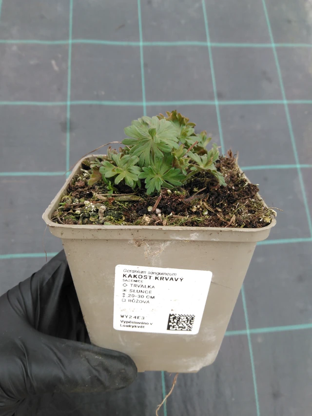 Verikurjenpolvi - 1. 4. 2026