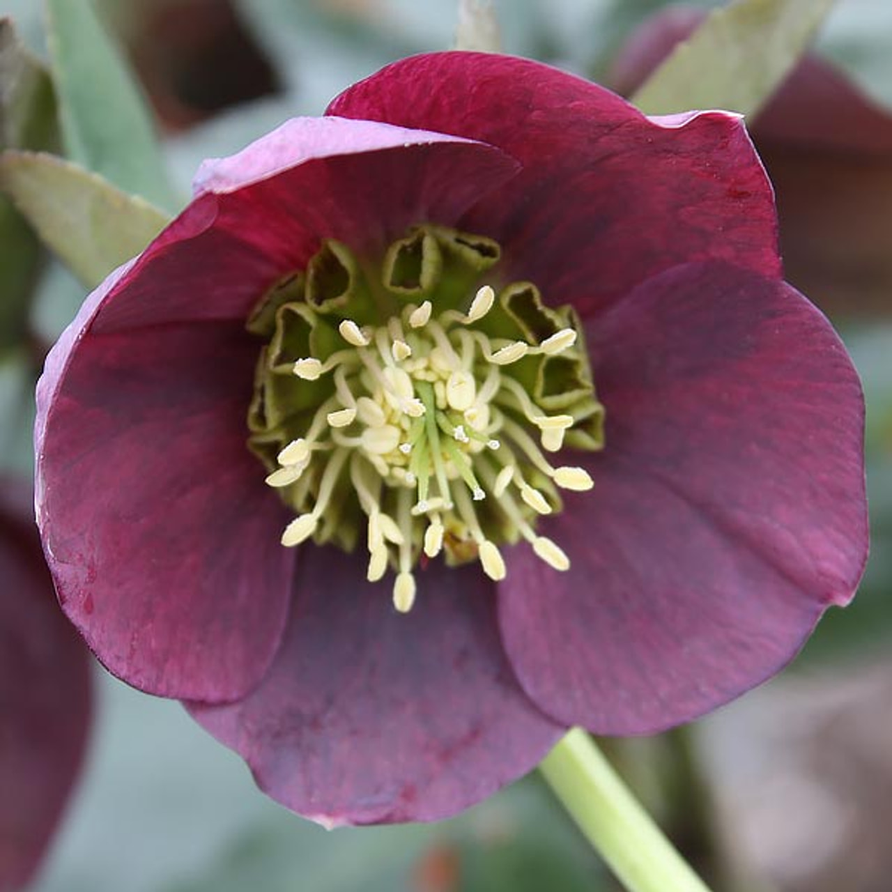 Jouluruusu Pretty Ellen Red, Loukykvět