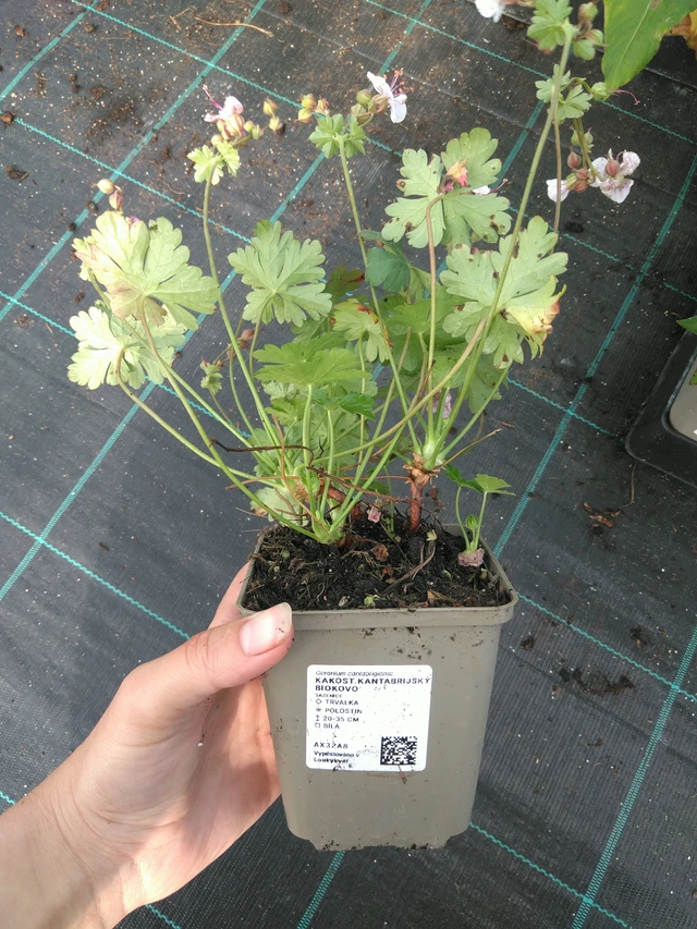 Peittokurjenpolvi Biokovo - 11. 7. 2025