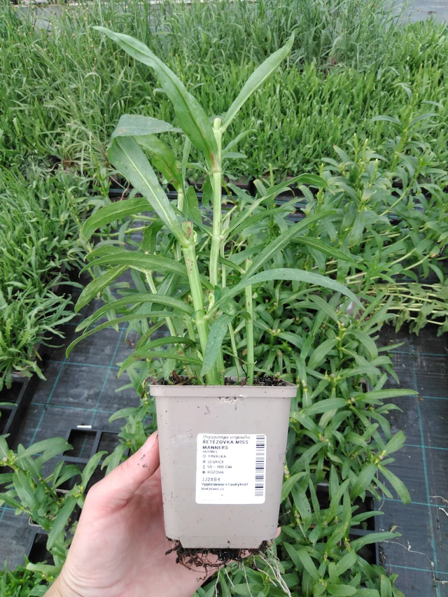 Kellopeippi Miss Manners - 2024