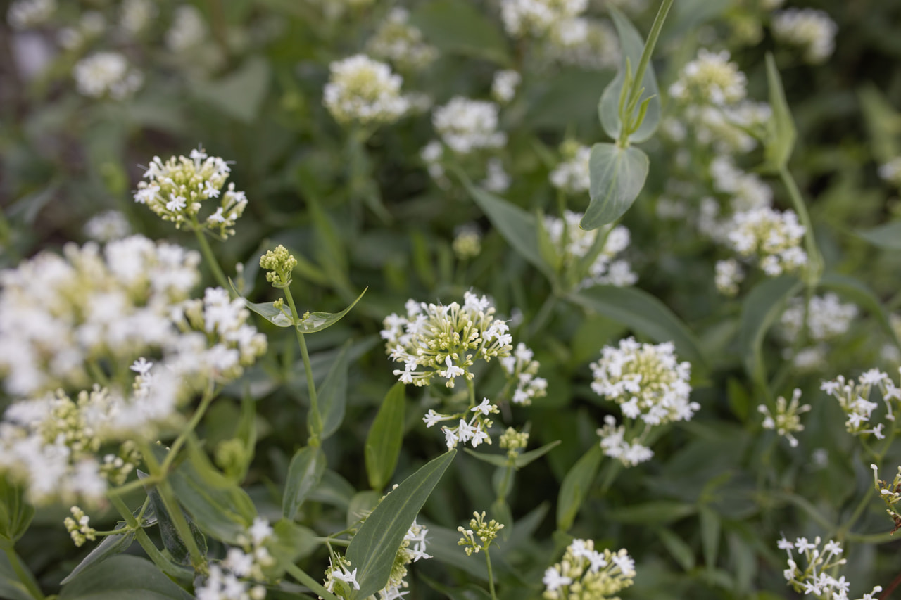 Komeapunikki Snowcloud White, Loukykvět