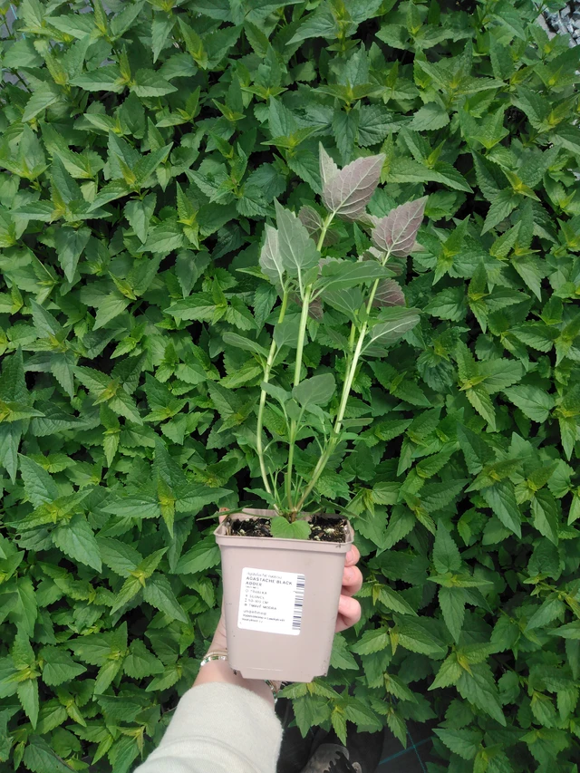 Jätti-iiso Black Adder - 2024