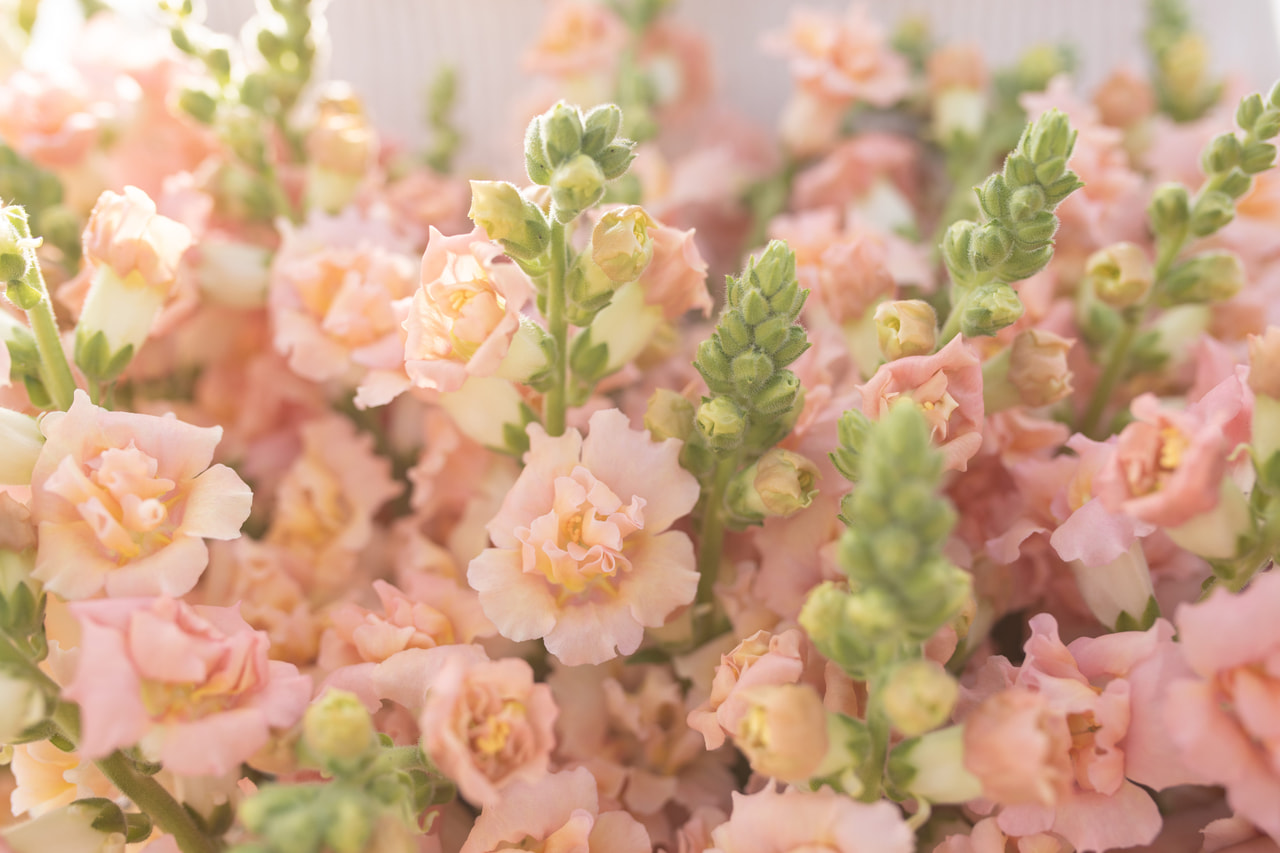 Leijonankita Snapstar Champagne, Loukykvět