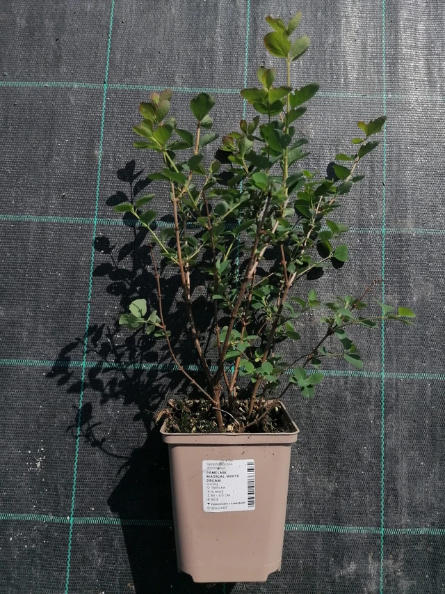 Sinforicarpus Magical White Dream - 2024